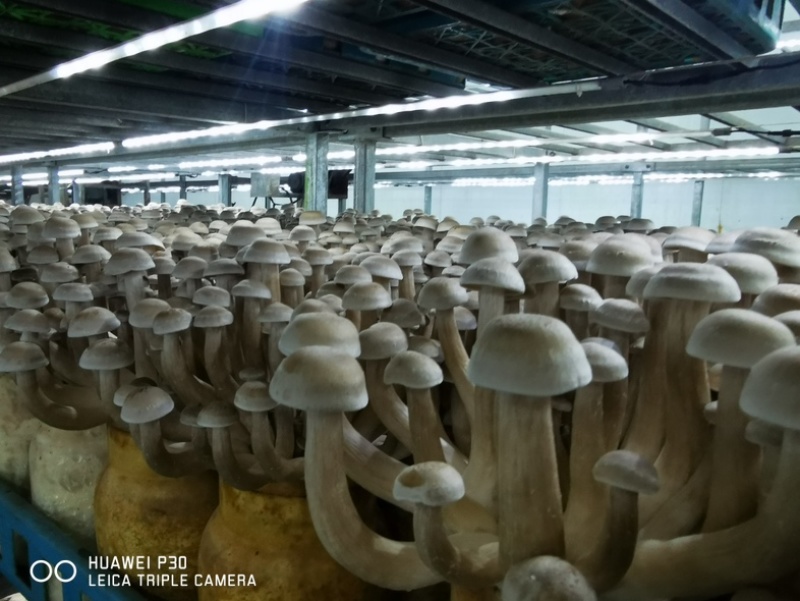 【鲜品】瓶栽鹿茸菇/干货/自有工厂/现货速发