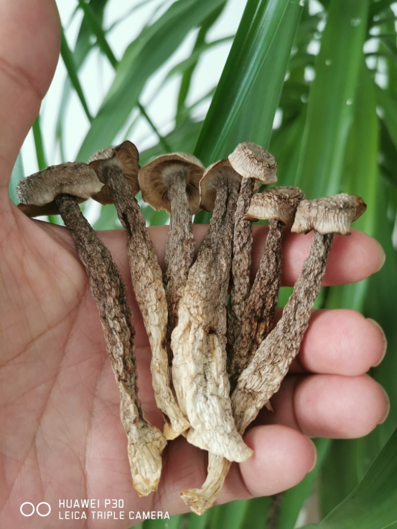【鲜品】瓶栽鹿茸菇/干货/自有工厂/现货速发