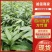 【推荐】精品方竹苗基地直发视频看货量大从优售后无