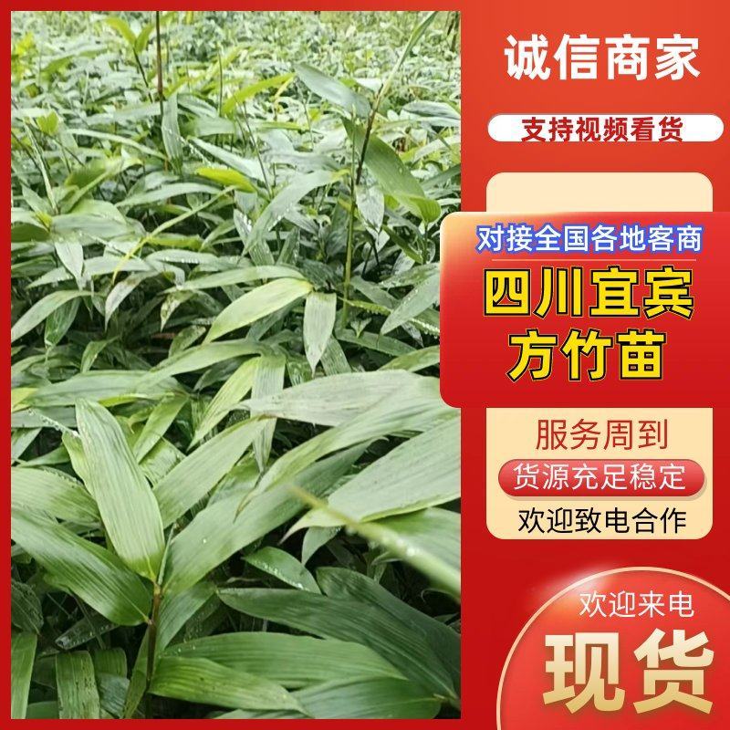 【推荐】精品方竹苗基地直发视频看货量大从优售后无