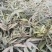 【推荐】精品方竹苗基地直发视频看货量大从优售后无