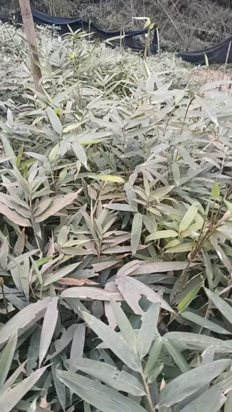【推荐】精品方竹苗基地直发视频看货量大从优售后无
