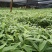 【推荐】精品方竹苗基地直发视频看货量大从优售后无