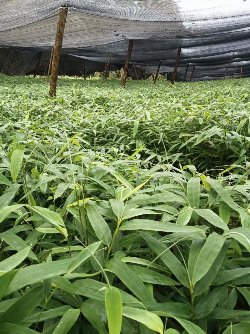 【推荐】精品方竹苗基地直发视频看货量大从优售后无