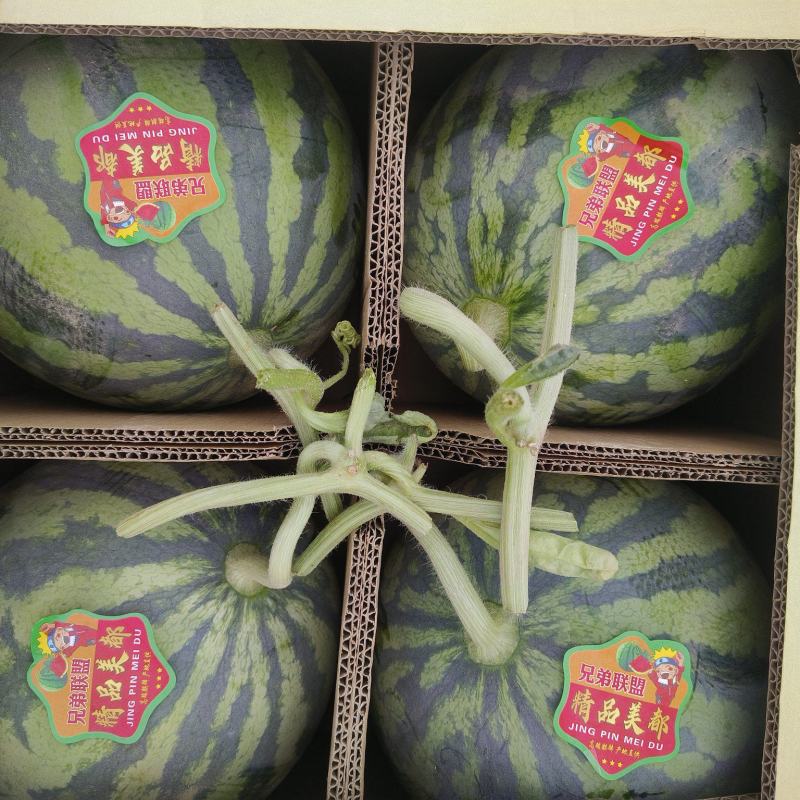 河南夏邑头茬麒麟无籽美都大量上市。可提供各种包装。