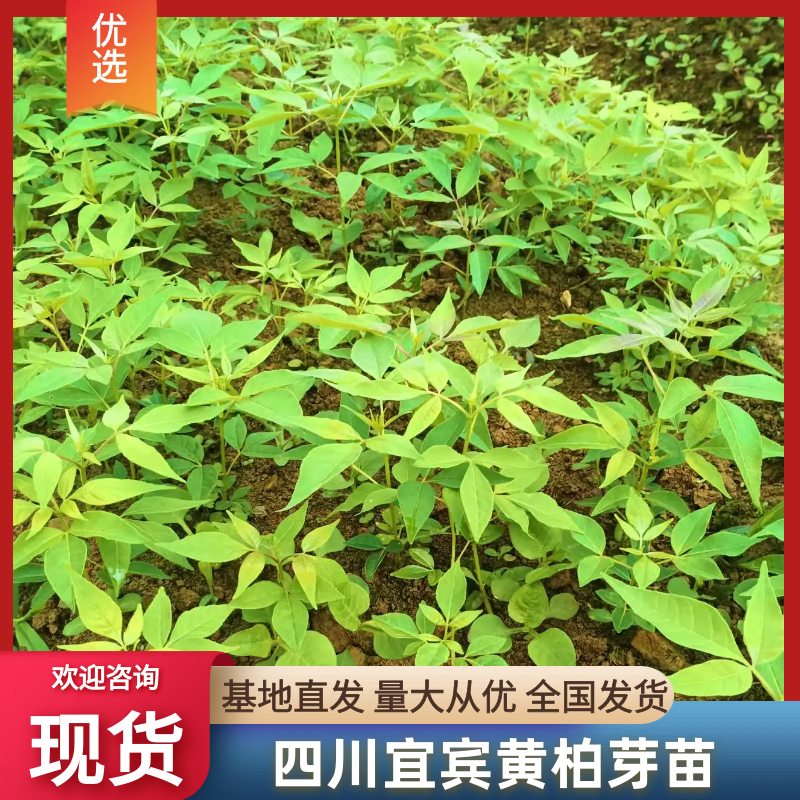 【牛商优选】宜宾川黄柏苗量大供应现挖现发保证成活率