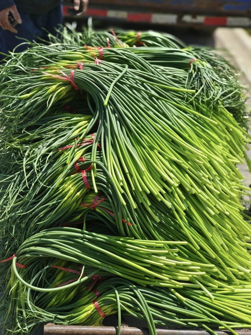 蒜薹红帽蒜薹白帽蒜薹金乡蒜薹杂交蒜薹品种齐量大价美