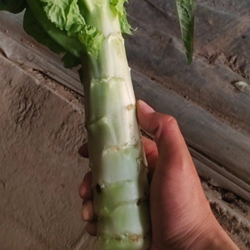 三青莴笋