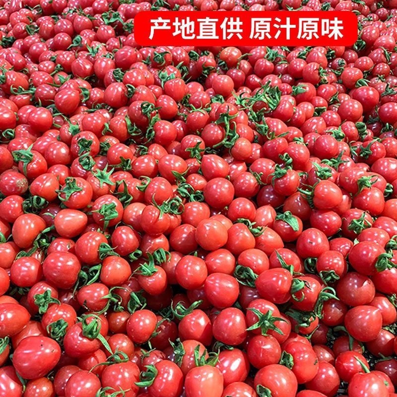 河南安阳粉千禧果圣女果现摘现发质量保证可自收口感美味