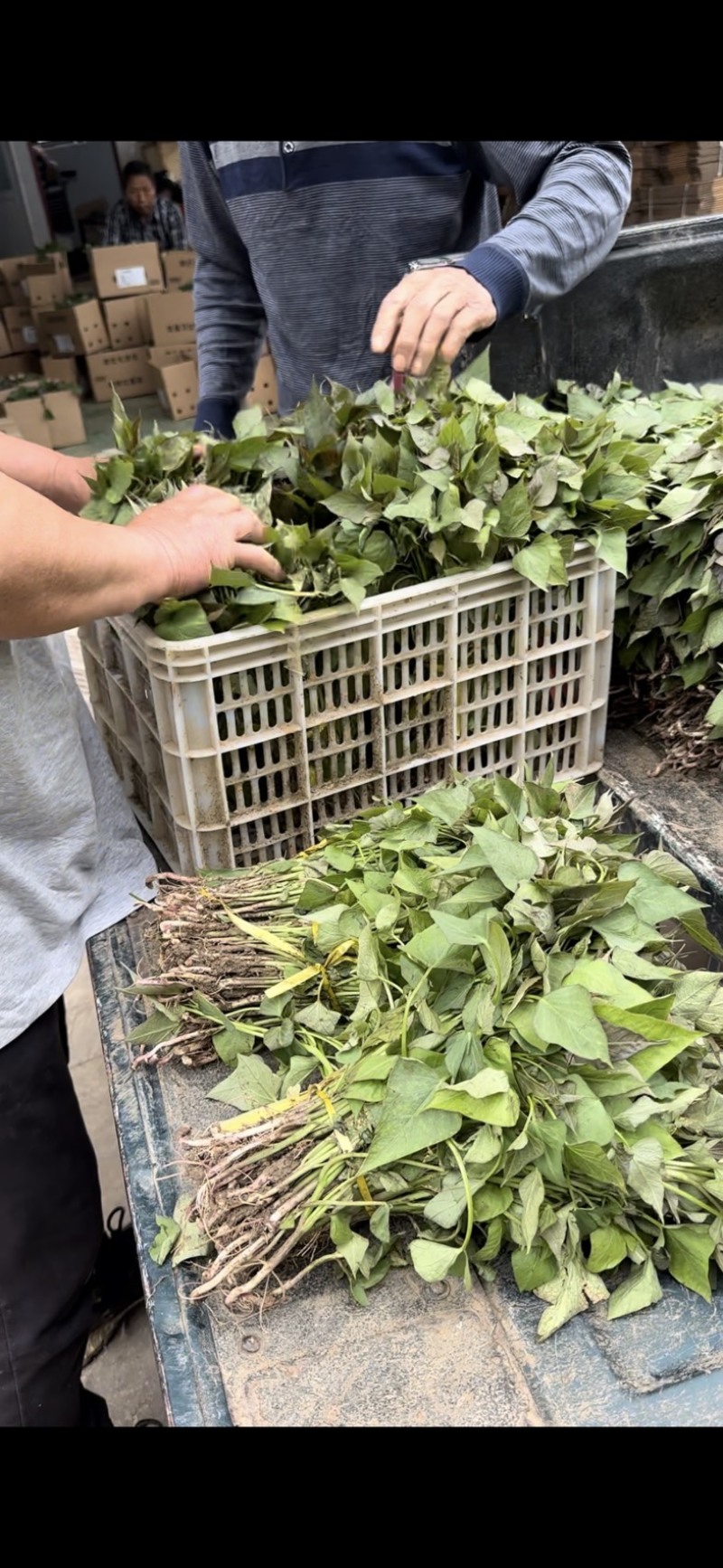 红薯苗多品种，原种一代苗，育苗基地直发，可发往全国