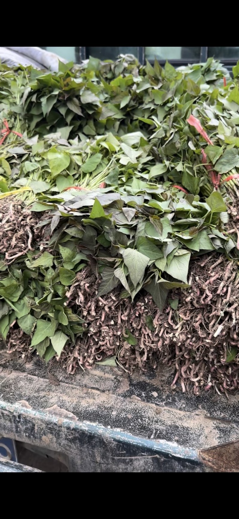 红薯苗多品种，原种一代苗，育苗基地直发，可发往全国