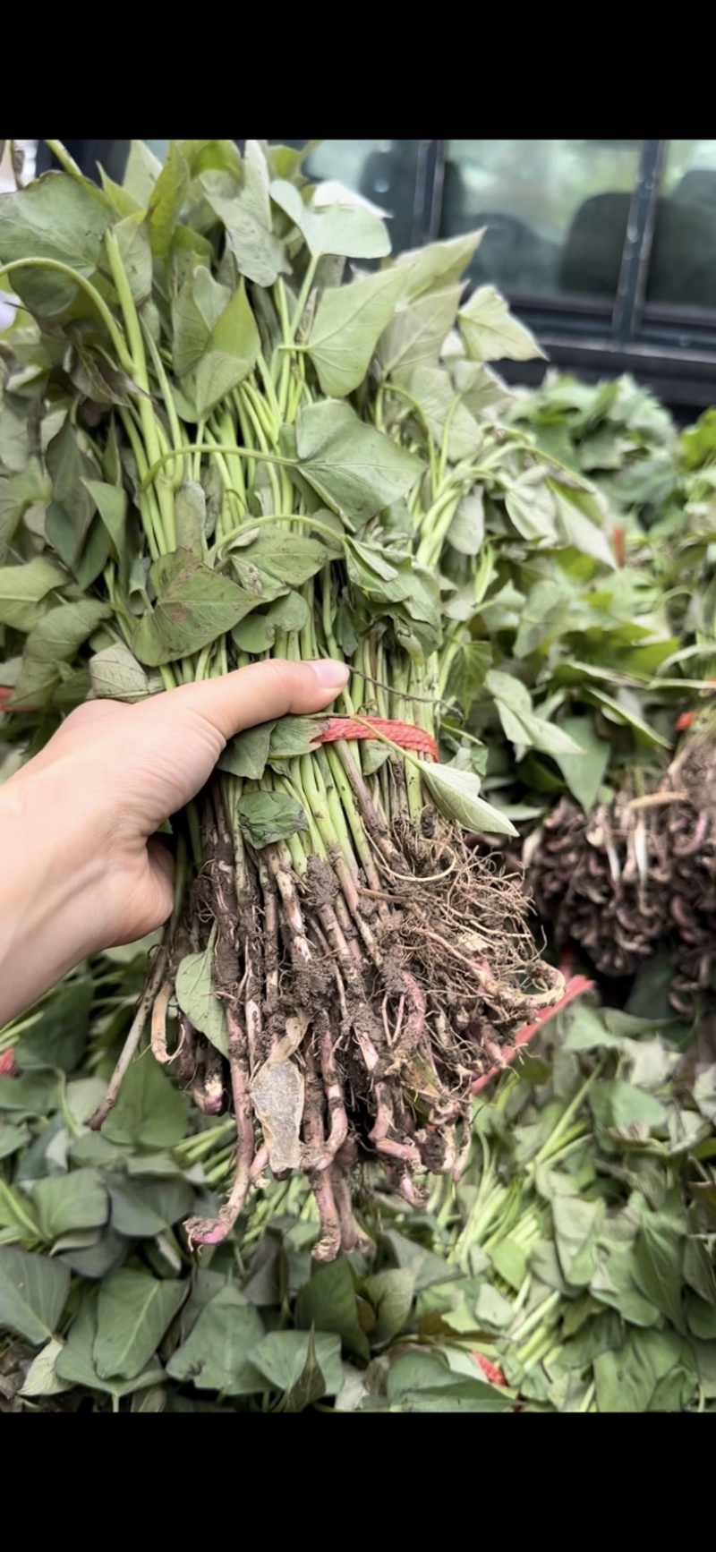 红薯苗多品种，原种一代苗，育苗基地直发，可发往全国