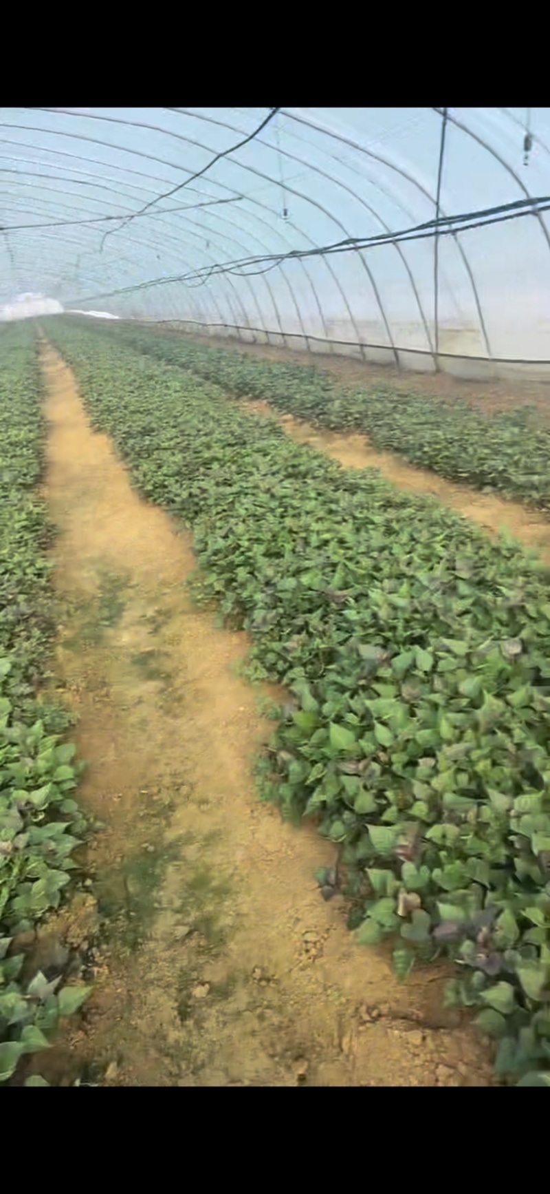 红薯苗多品种，原种一代苗，育苗基地直发，可发往全国