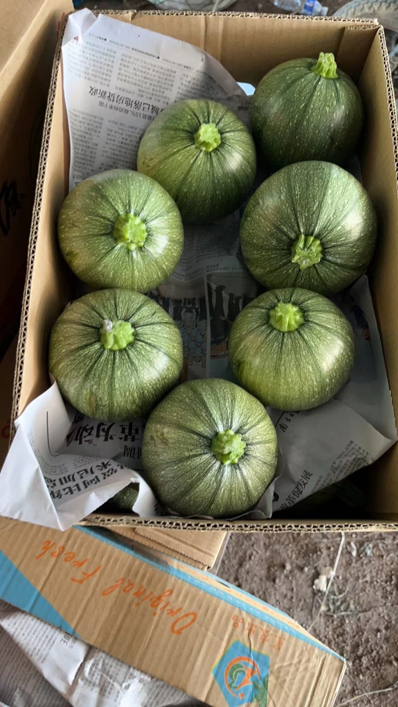 精品小南瓜正在上市中表皮干净无擦伤鲜嫩软糯耐运输储存货量大