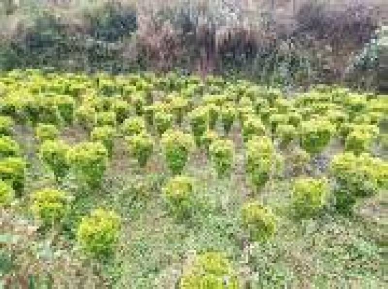黄杨瓜子黄杨苗木基地直发品质保证诚信合作欢迎来电