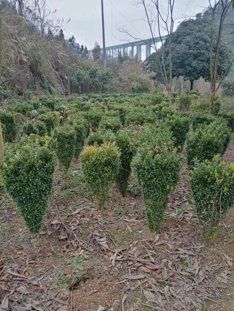 黄杨瓜子黄杨苗木基地直发品质保证诚信合作欢迎来电