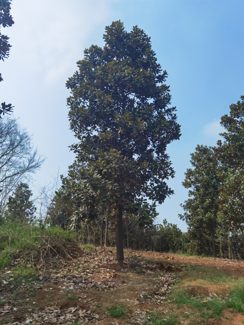 广玉兰价格。广玉兰产地，广玉兰3--40公分哪里有