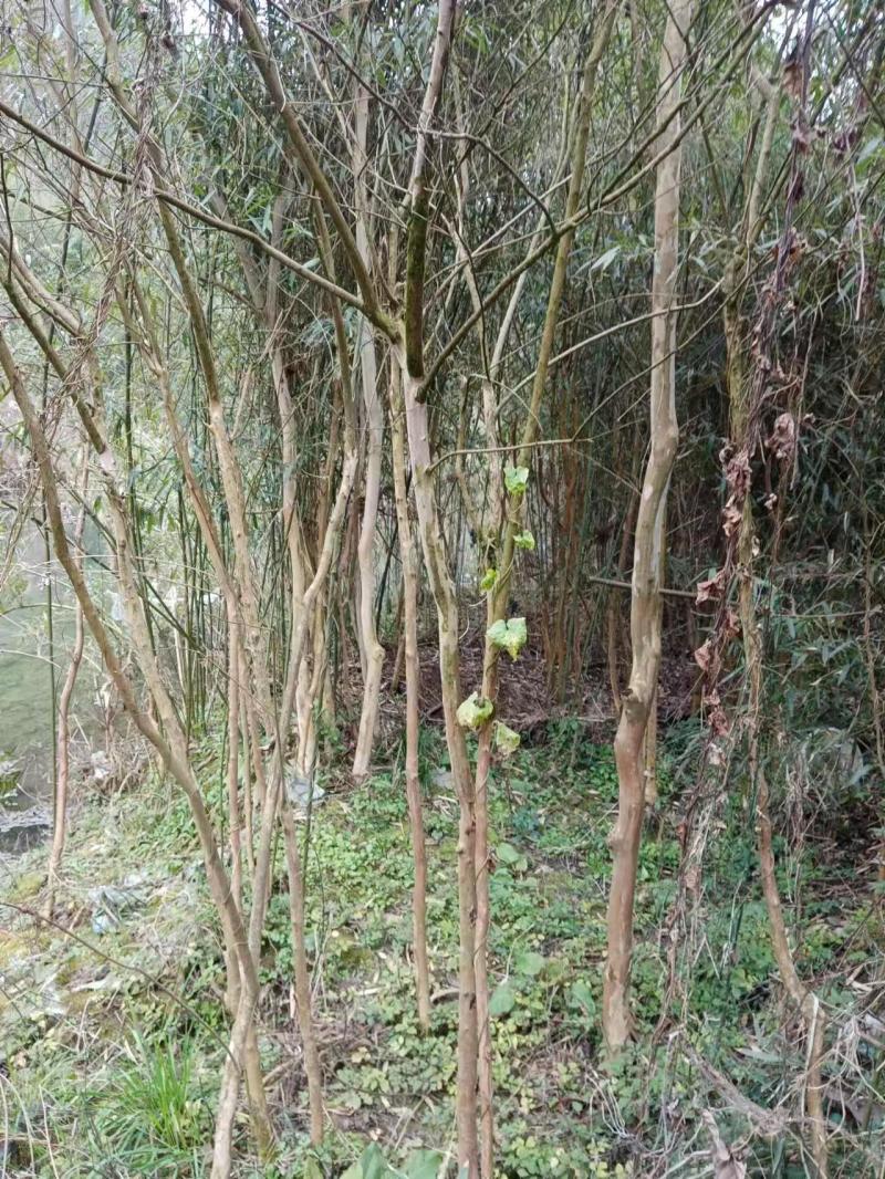贵州遵义紫薇花大量接单产地直发可视频看货欢迎咨询下单