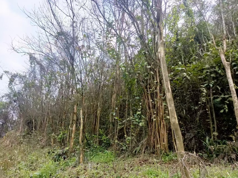 贵州遵义紫薇花大量接单产地直发可视频看货欢迎咨询下单