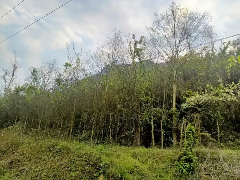 贵州遵义紫薇花大量接单产地直发可视频看货欢迎咨询下单
