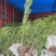 柏树