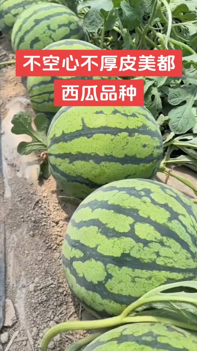 嫁接美都麒麟西瓜苗，实力苗场直发保真，郝有财