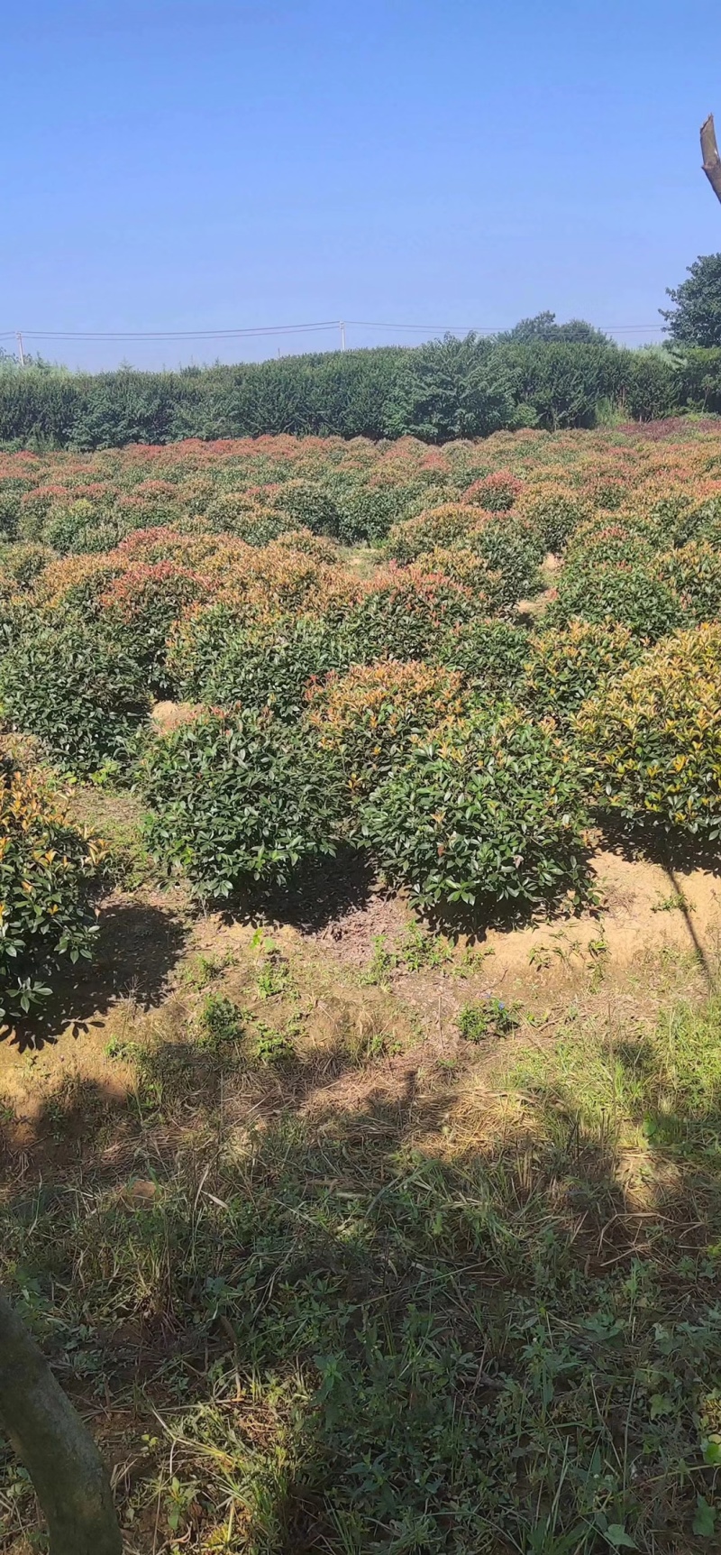红叶石楠树，红叶石楠球，红叶石楠树价格，红叶石楠球价格