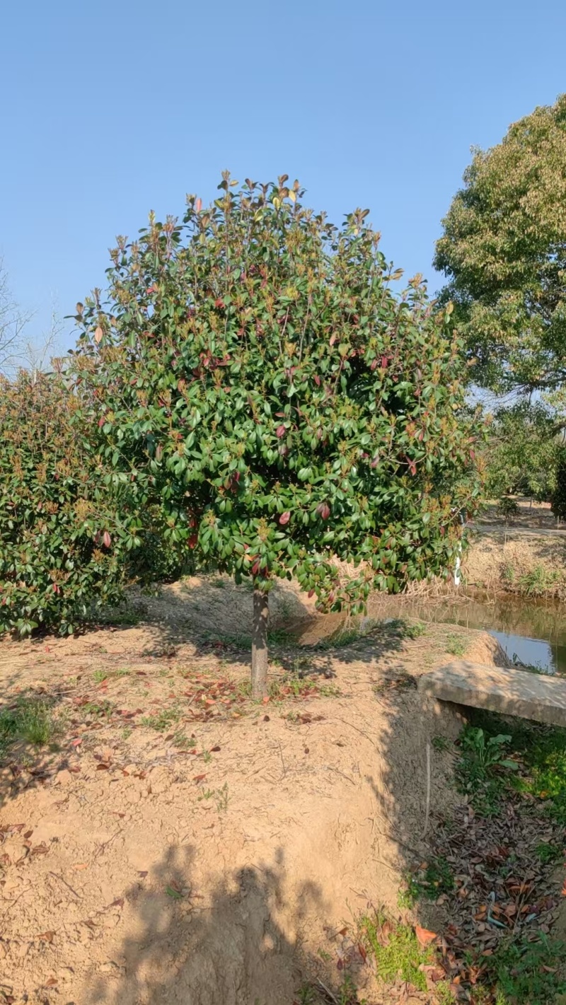 红叶石楠树，红叶石楠球，红叶石楠树价格，红叶石楠球价格