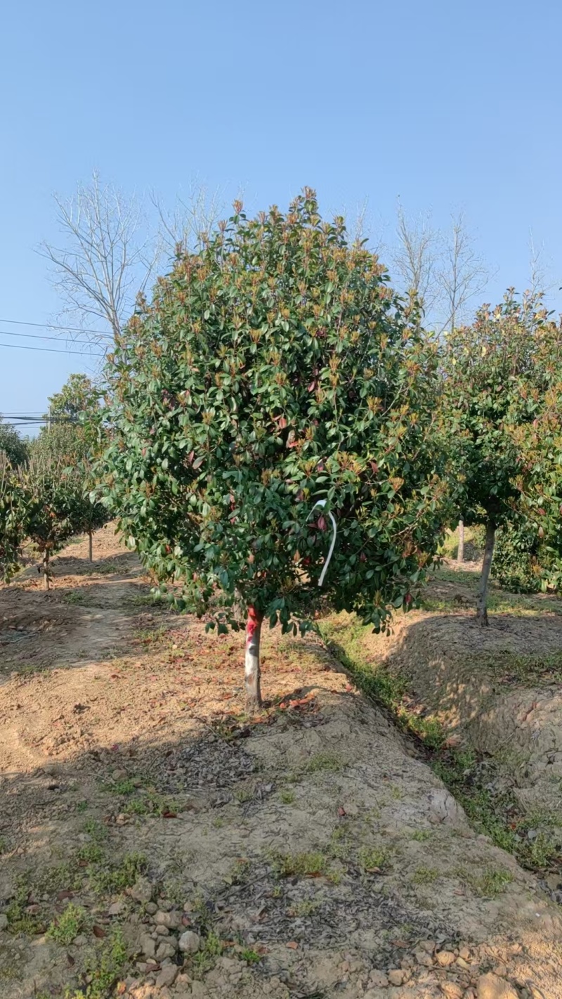 红叶石楠树，红叶石楠球，红叶石楠树价格，红叶石楠球价格