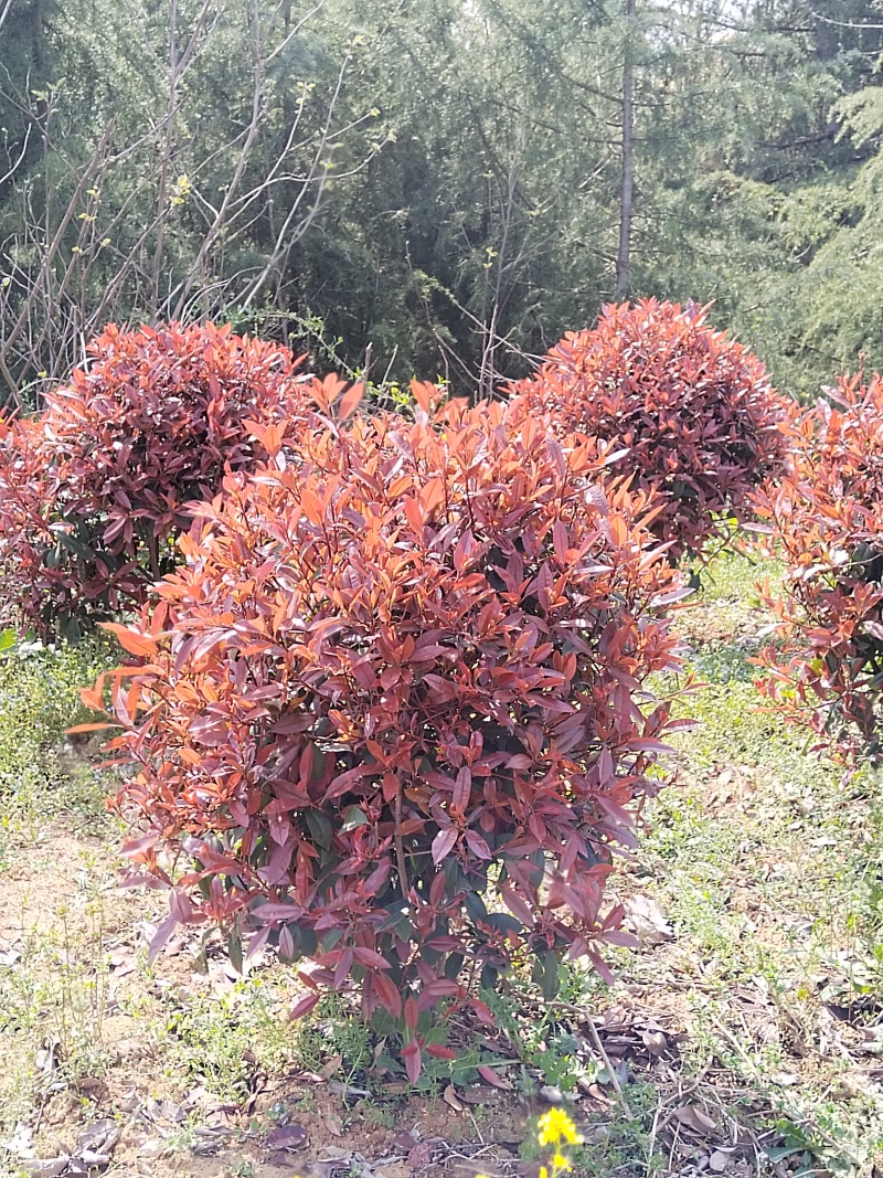 红叶石楠树，红叶石楠球，红叶石楠树价格，红叶石楠球价格