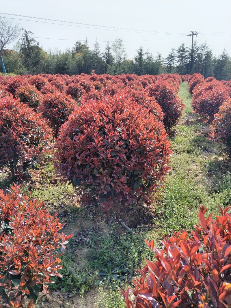 红叶石楠树，红叶石楠球，红叶石楠树价格，红叶石楠球价格