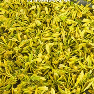 黄茶