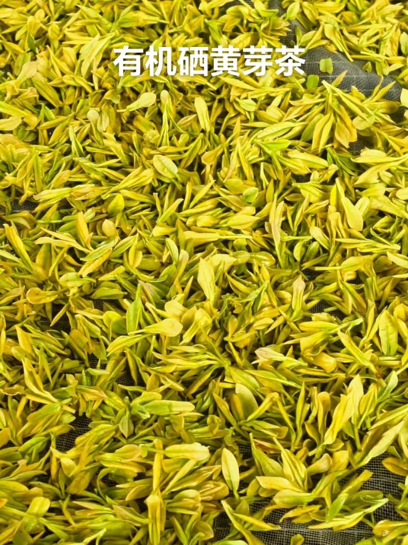黄茶