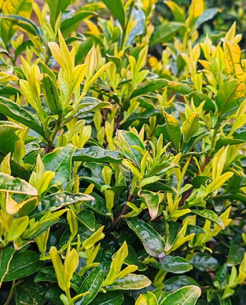 黄茶