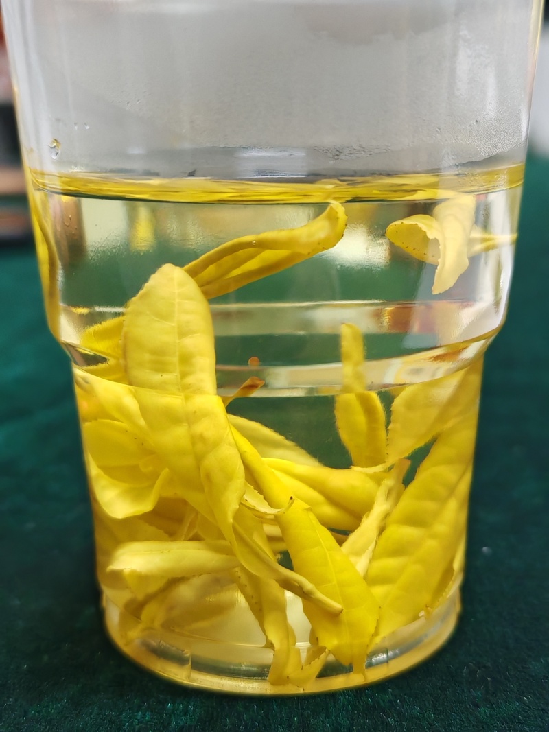 黄茶