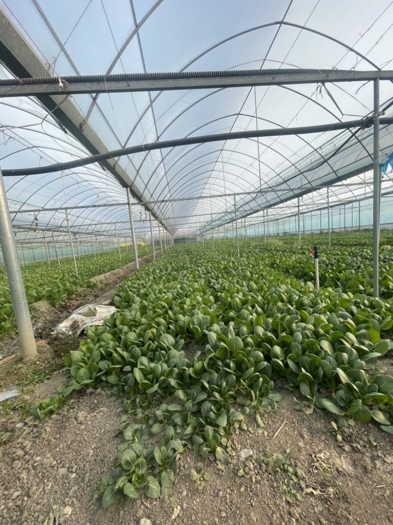 江苏精品油菜上海青/可视频看货/一手货源/量大价优