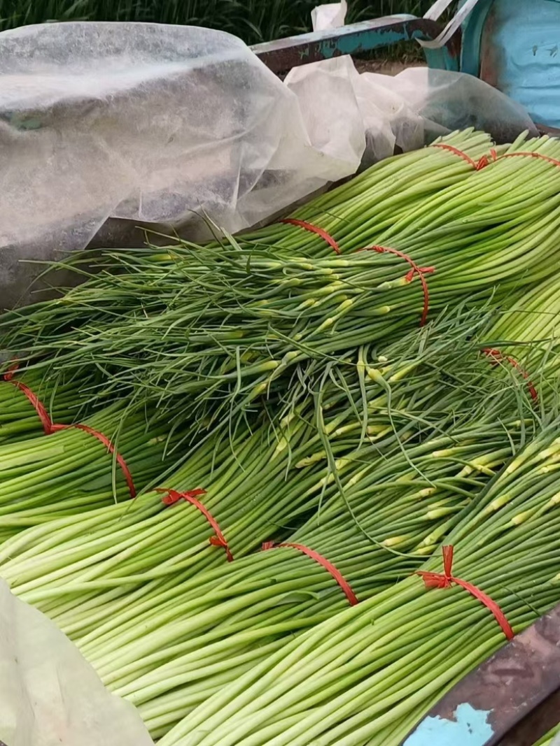 白帽蒜薹
