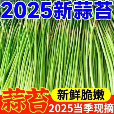 红帽蒜薹