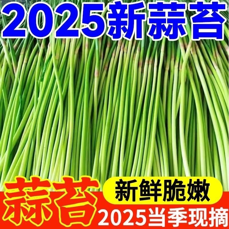 红帽蒜薹
