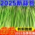 红帽蒜薹