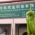 山东费县薄皮辣椒青辣椒鲜辣椒产地直发量大价优