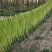 精品贡菜原产地直供货源充足量大价优欢迎选购