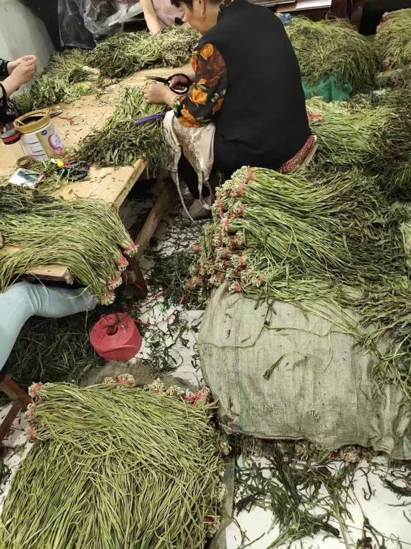 精品贡菜原产地直供货源充足量大价优欢迎选购