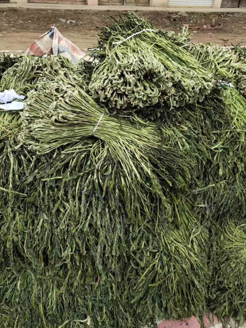 优质贡菜产地直供品质保证自然晾干量大价优欢迎致电