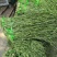 优质贡菜产地直供品质保证自然晾干量大价优欢迎致电