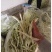 基地白不老豆角已经开始大量上市，质量好，欢迎选购