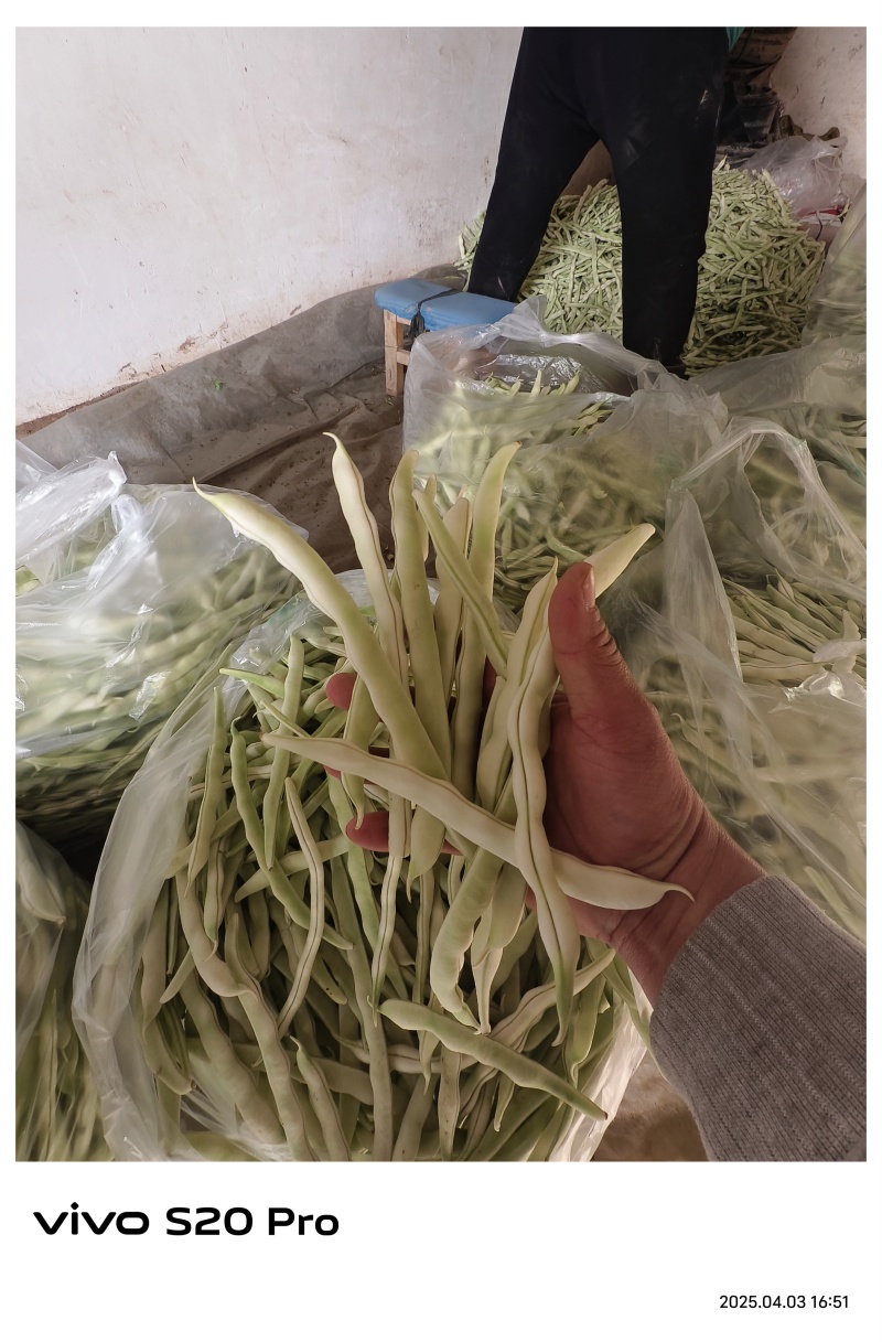 基地白不老豆角已经开始大量上市，质量好，欢迎选购