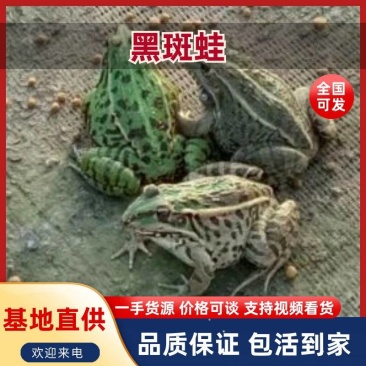 黑斑蛙产地一手货源规格齐全，保证鲜活欢迎电话联系