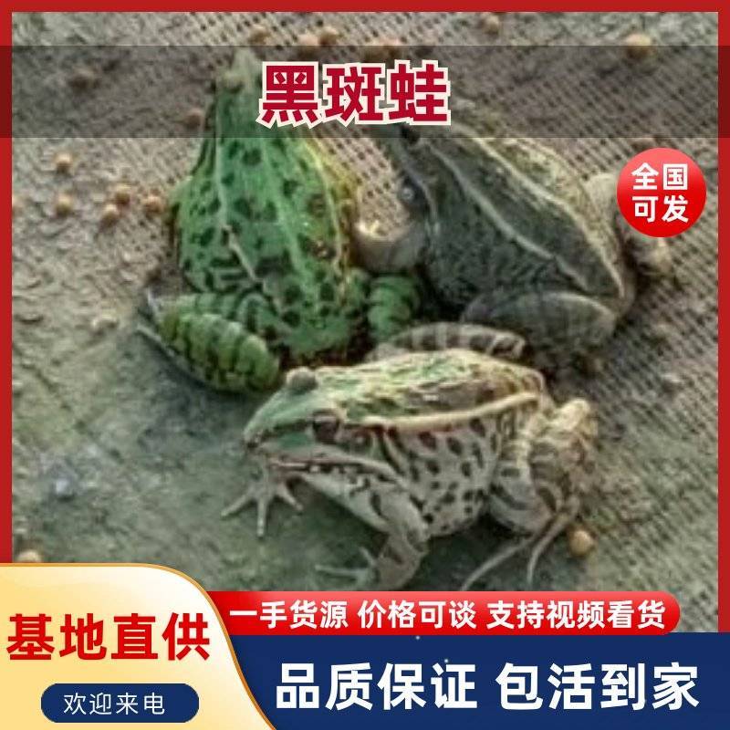 黑斑蛙产地一手货源规格齐全，保证鲜活欢迎电话联系