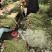 优质贡菜产地直供品质保证量大价优全国发货欢迎致电